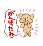 トイプーのぷう太郎 【応援と癒し】（個別スタンプ：12）