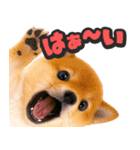 飛び出す★犬犬犬（個別スタンプ：1）