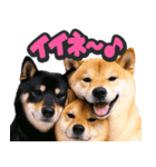 飛び出す★犬犬犬（個別スタンプ：3）