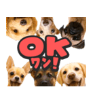 飛び出す★犬犬犬（個別スタンプ：5）