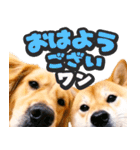 飛び出す★犬犬犬（個別スタンプ：6）