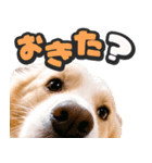 飛び出す★犬犬犬（個別スタンプ：7）