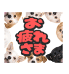 飛び出す★犬犬犬（個別スタンプ：8）