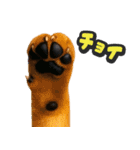 飛び出す★犬犬犬（個別スタンプ：9）