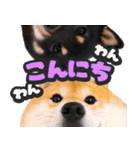 飛び出す★犬犬犬（個別スタンプ：10）