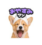 飛び出す★犬犬犬（個別スタンプ：12）