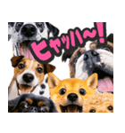 飛び出す★犬犬犬（個別スタンプ：13）