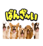 飛び出す★犬犬犬（個別スタンプ：14）