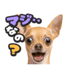 飛び出す★犬犬犬（個別スタンプ：15）