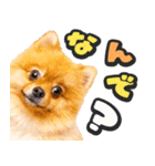 飛び出す★犬犬犬（個別スタンプ：16）