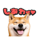 飛び出す★犬犬犬（個別スタンプ：17）