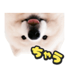 飛び出す★犬犬犬（個別スタンプ：19）