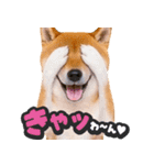 飛び出す★犬犬犬（個別スタンプ：20）