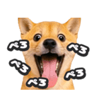 飛び出す★犬犬犬（個別スタンプ：21）