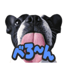 飛び出す★犬犬犬（個別スタンプ：22）