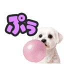 飛び出す★犬犬犬（個別スタンプ：23）