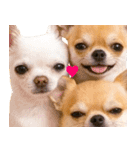 飛び出す★犬犬犬（個別スタンプ：24）