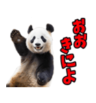 和歌山弁☆パンダ（個別スタンプ：1）
