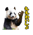 和歌山弁☆パンダ（個別スタンプ：2）