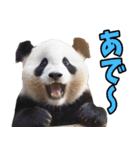 和歌山弁☆パンダ（個別スタンプ：3）
