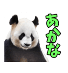 和歌山弁☆パンダ（個別スタンプ：4）