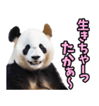和歌山弁☆パンダ（個別スタンプ：9）