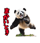 和歌山弁☆パンダ（個別スタンプ：10）