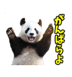 和歌山弁☆パンダ（個別スタンプ：11）