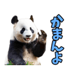 和歌山弁☆パンダ（個別スタンプ：12）