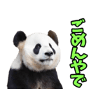 和歌山弁☆パンダ（個別スタンプ：13）