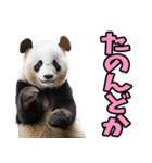 和歌山弁☆パンダ（個別スタンプ：14）