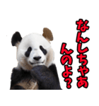 和歌山弁☆パンダ（個別スタンプ：15）
