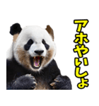 和歌山弁☆パンダ（個別スタンプ：16）