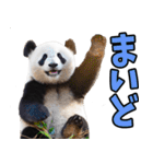 和歌山弁☆パンダ（個別スタンプ：17）