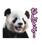和歌山弁☆パンダ（個別スタンプ：21）