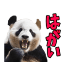 和歌山弁☆パンダ（個別スタンプ：22）