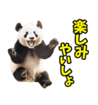 和歌山弁☆パンダ（個別スタンプ：23）