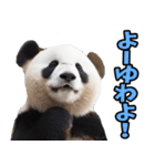 和歌山弁☆パンダ（個別スタンプ：24）