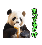 和歌山弁☆パンダ（個別スタンプ：25）