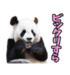 和歌山弁☆パンダ（個別スタンプ：26）