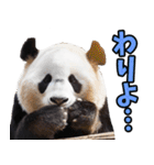 和歌山弁☆パンダ（個別スタンプ：29）