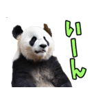 和歌山弁☆パンダ（個別スタンプ：30）