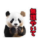 和歌山弁☆パンダ（個別スタンプ：32）