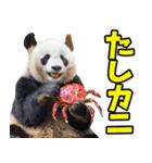 和歌山弁☆パンダ（個別スタンプ：33）