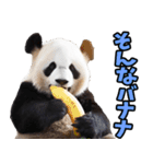 和歌山弁☆パンダ（個別スタンプ：35）