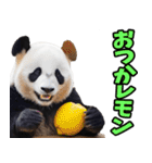 和歌山弁☆パンダ（個別スタンプ：36）