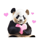 和歌山弁☆パンダ（個別スタンプ：37）
