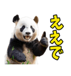 和歌山弁☆パンダ（個別スタンプ：38）