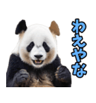和歌山弁☆パンダ（個別スタンプ：39）