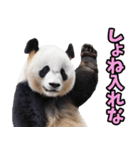 和歌山弁☆パンダ（個別スタンプ：40）